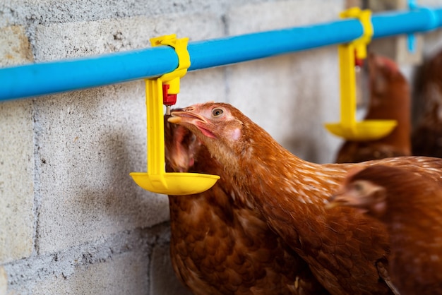 Poulets buvant de l'eau par tétine dans la ferme