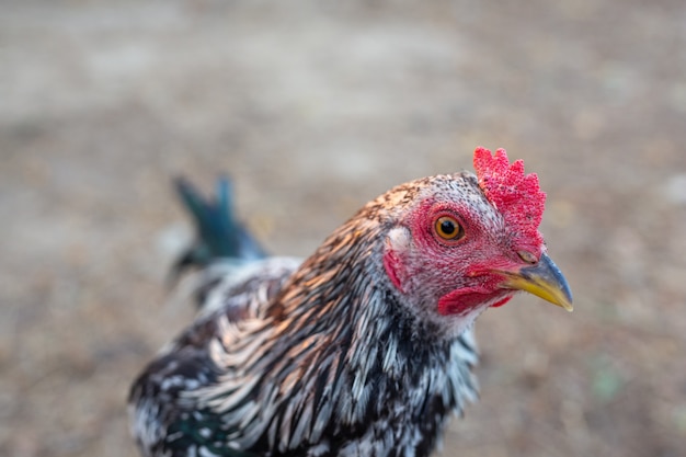 Poulets folkloriques en milieu rural.