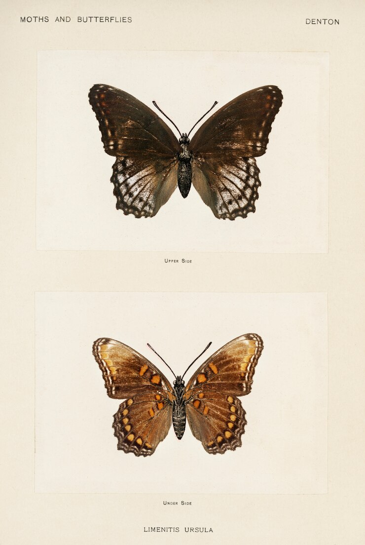 Photo gratuit pourpre tacheté (limenitis ursula) provenant de papillons de nuit et de papillons des états-unis
