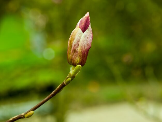 Pousse d'une plante poussant sur une branche