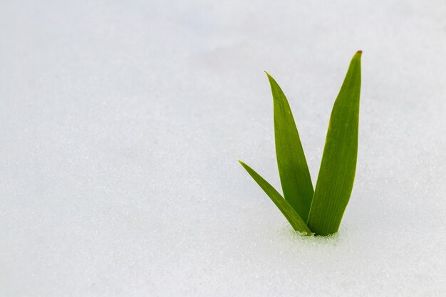 La pousse verte de la plante pousse à travers la neige. pousse verte d'une plante sur la neige blanche