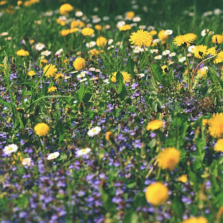 Photo gratuit &quot;prairie colorée aux fleurs&quot;