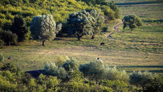 Prairie avec des vaches au pâturage, plusieurs arbres luxuriants en Moldavie