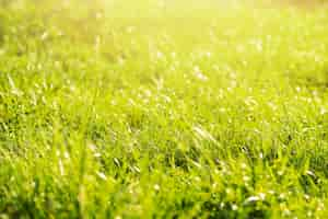 Photo gratuite prairie verte luxuriante verte en forêt