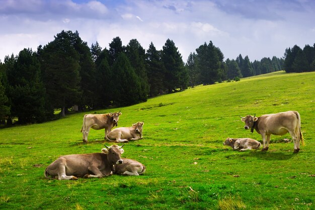 pré avec des vaches