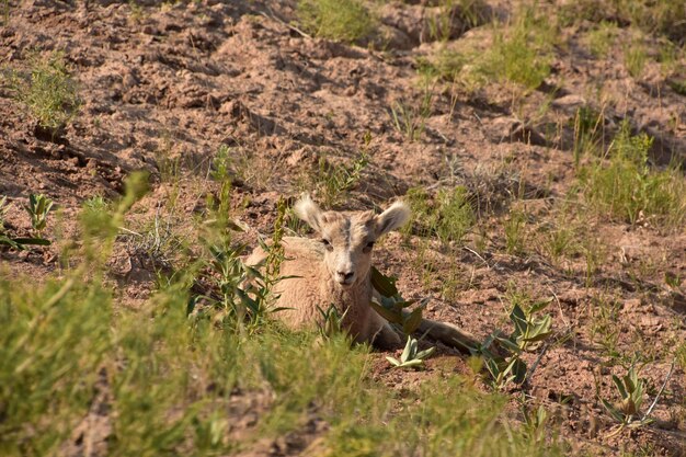 Précieux bébé mouflon se détendant dans la chaleur du jour.