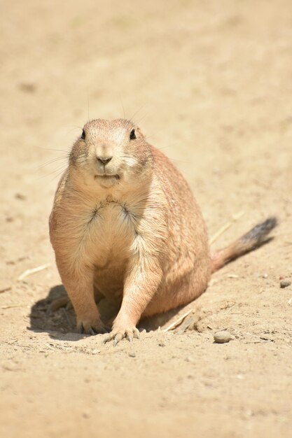 Précieux petit chien de prairie à la recherche de nourriture