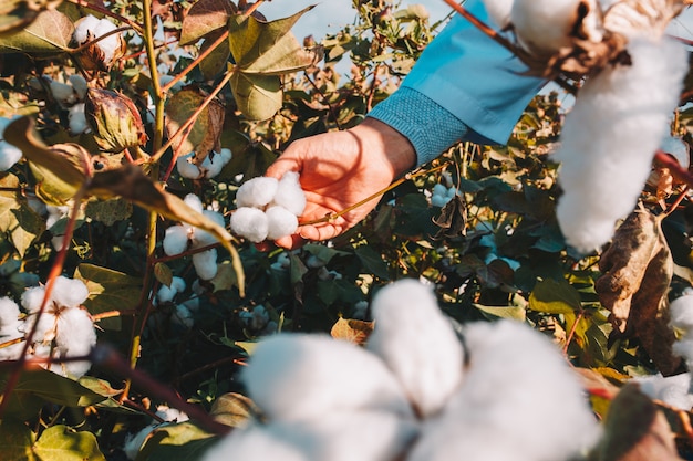 Prendre du coton de la branche par un agriculteur.