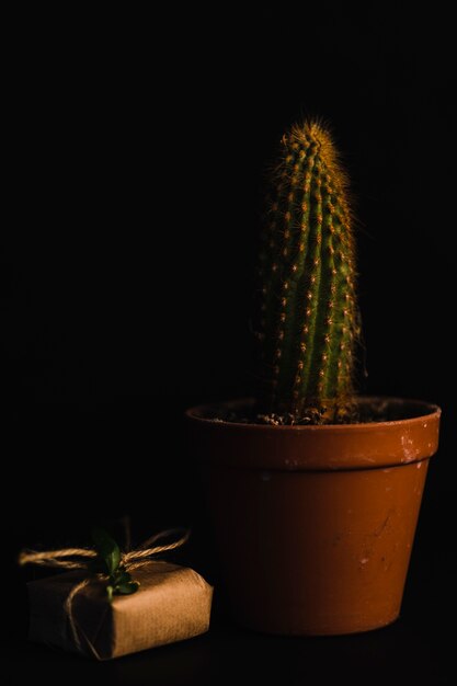 Présent près de cactus