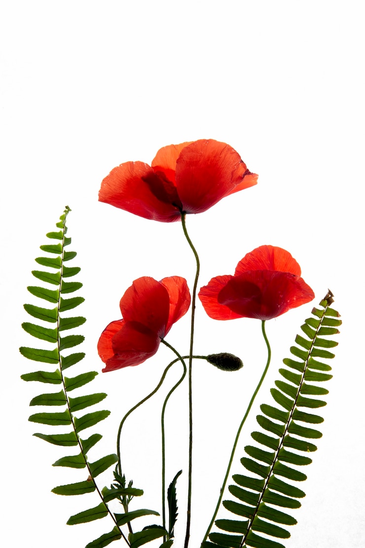 Photo gratuit presse à fleurs à couche plate sur fond blanc