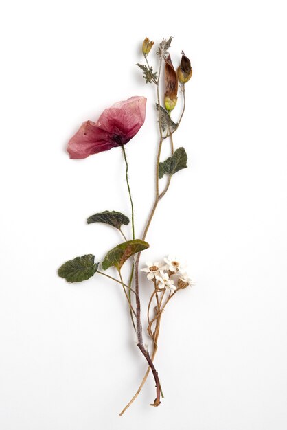 Presse à fleurs à plat avec fond blanc