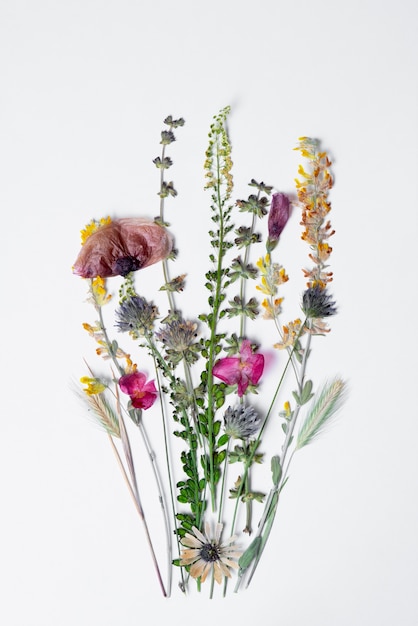 Photo gratuite presse à fleurs vue de dessus avec fond blanc