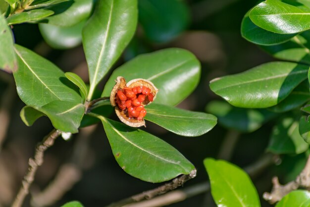 Printemps été épicé mûr mûr