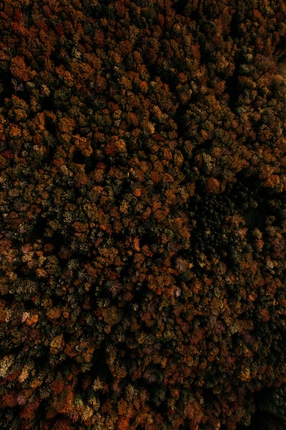 Prise de vue aérienne verticale d'une forêt d'arbres aux couleurs de l'automne
