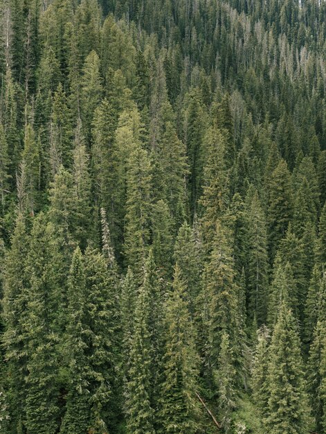 Prise de vue aérienne verticale d'une forêt d'épinettes et de sapins verte et pleine pendant la journée