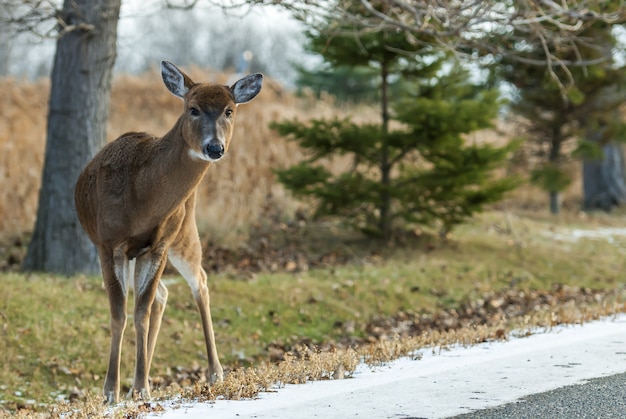 Prise de vue au grand angle d'un cerf debout derrière plusieurs arbres pendant la journée