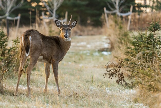 Prise de vue au grand angle d'un cerf debout sur une prairie sèche entourée de plantes jaunes et brunes