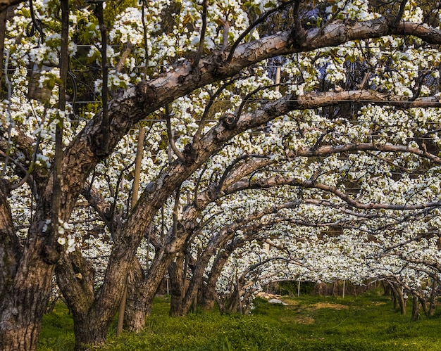 Photo gratuite prise de vue au grand angle du verger de poiriers d'asie en pleine floraison