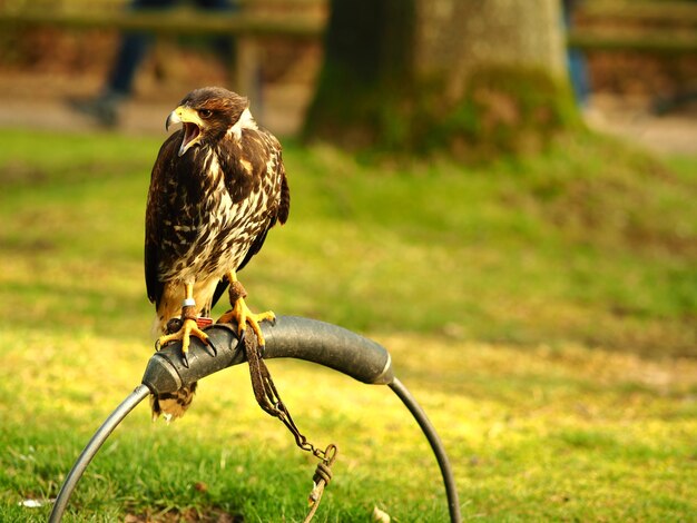 Prise de vue au grand angle d'un faucon noir debout sur un morceau de métal