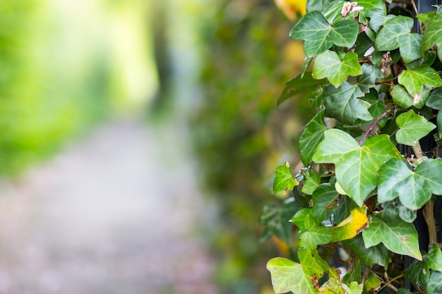 Prise de vue au grand angle des feuilles d'une plante dans le parc