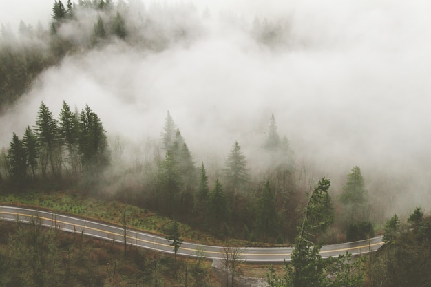 Prise de vue au grand angle de plusieurs arbres à côté d'une route couverte de brouillard