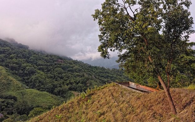 Prise de vue au grand angle de plusieurs arbres dans la forêt sur la montagne