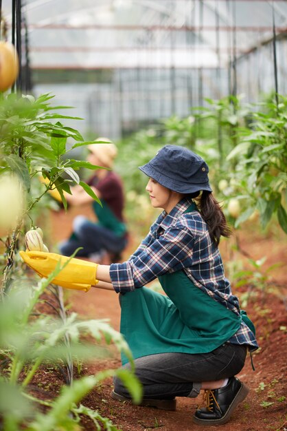 Prise de vue complète d'une agronome s'occupant de la plante de serre