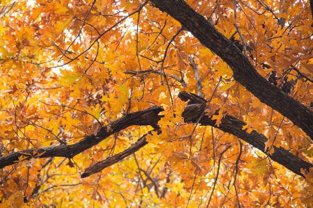 Prise de vue en contre-plongée d'un arbre aux feuilles jaunes