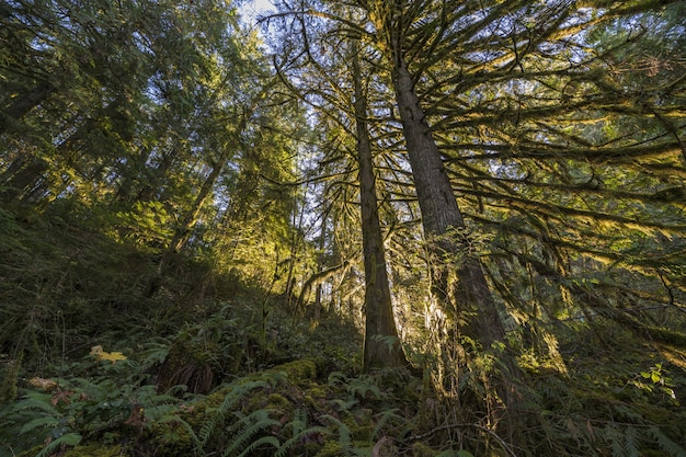 Photo gratuite prise de vue en contre-plongée d'arbres dans une forêt