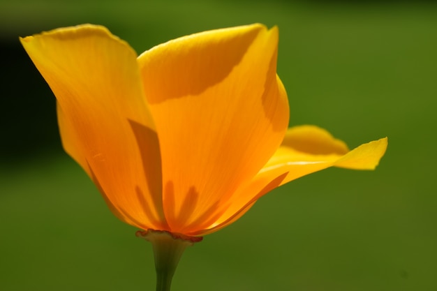 Photo gratuite prise de vue en contre-plongée d'une belle fleur avec un arrière-plan flou