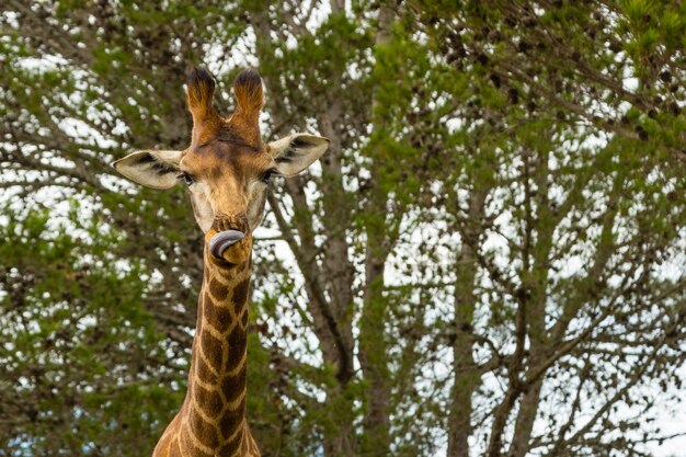 Prise de vue en contre-plongée d'une belle girafe debout devant les beaux arbres