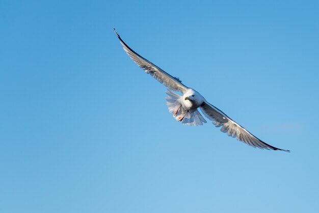 Prise de vue en contre-plongée d'une belle mouette volant sur le fond bleu