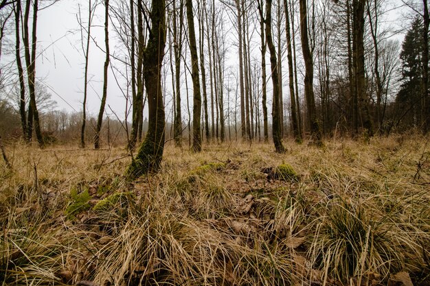 Prise de vue en contre-plongée d'une forêt effrayante avec une ambiance brumeuse