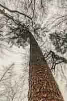 Photo gratuite prise de vue en contre-plongée d'un immense pin dans la forêt