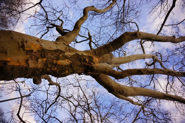 Prise de vue en contre-plongée d'un vieil arbre sans feuilles sous un beau ciel nuageux