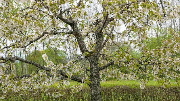 Prise de vue à faible angle d'un arbre qui fleurit au printemps