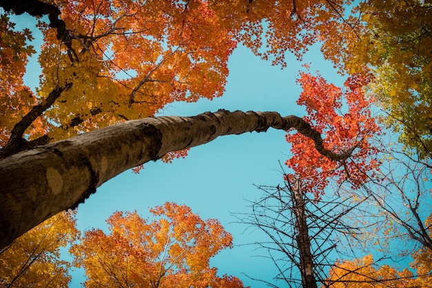 Photo gratuite prise de vue à faible angle d'arbres couverts de feuilles colorées sous la lumière du soleil et un ciel bleu en automne