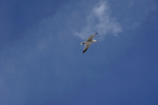 Prise de vue à faible angle d'une mouette volant dans un ciel bleu clair pendant la journée