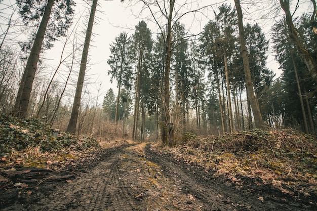 Prise de vue à faible angle d'une route forestière avec d'énormes arbres et un ciel sombre