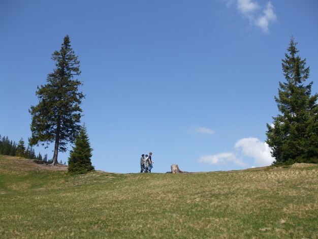 Prise de vue à faible angle de trois mâles sur un champ herbeux avec de grands arbres à la lumière du jour