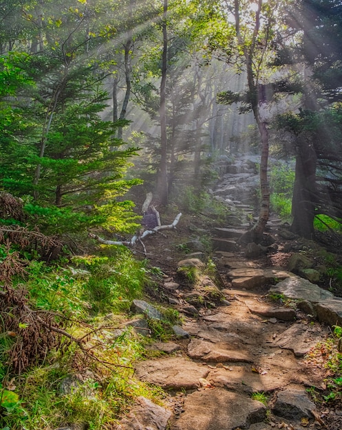 Prise de vue fascinante d'une belle zone forestière sous la lumière du soleil