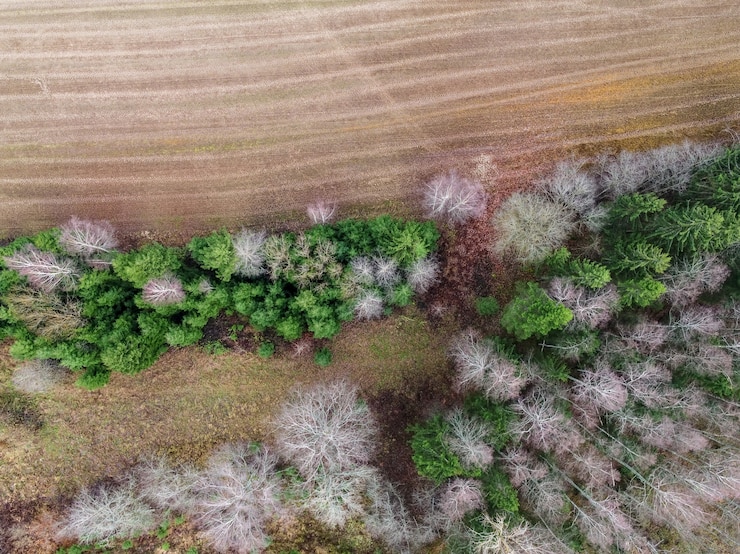 Photo gratuit prise de vue en grand angle de beaux arbres dans une forêt
