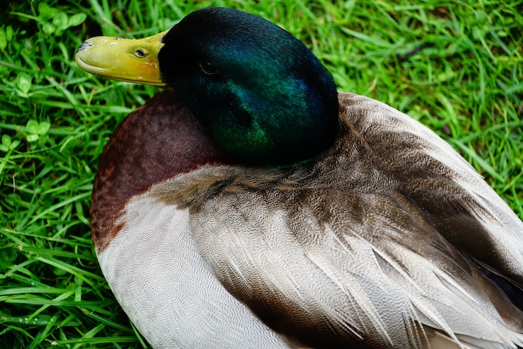 Photo gratuit prise de vue en grand angle d'un canard colvert reposant sur l'herbe