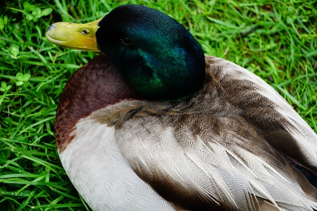 Prise de vue en grand angle d'un canard colvert reposant sur l'herbe