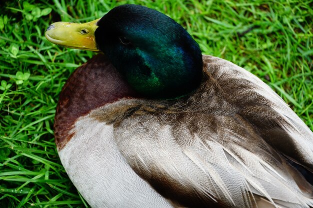 Prise de vue en grand angle d'un canard colvert reposant sur l'herbe