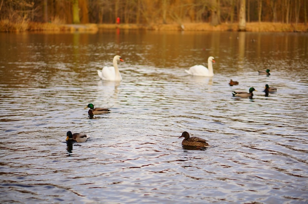 Photo gratuite prise de vue en grand angle de canards et de cygnes nageant dans le lac