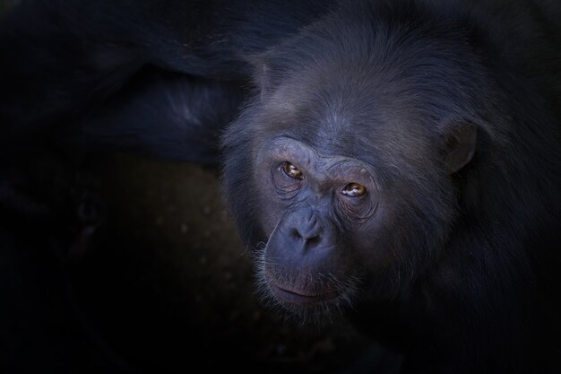 Prise de vue en grand angle d'un chimpanzé regardant vers l'appareil photo