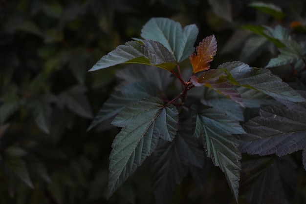 Prise de vue en grand angle de feuilles vert foncé sur un buisson