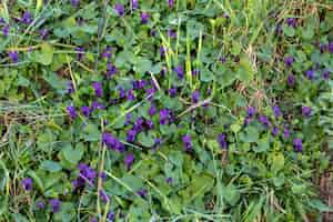 Photo gratuite prise de vue en grand angle de fleurs violettes et de feuilles vertes pendant la journée