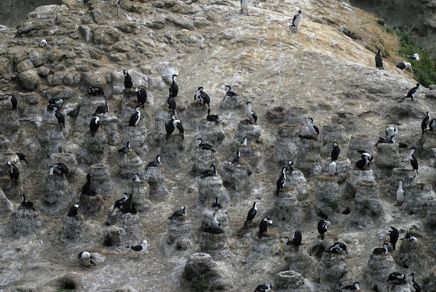 Photo gratuite prise de vue grand angle d'oiseaux de mer debout sur des rochers